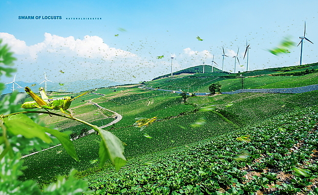 PSD 구름 편집이미지 산 사람없음 초록색 농작물 농경지 풍력에너지 자연재해 메뚜기 메뚜기떼 이미지편집 자연요소 컬러 곤충 농업 농장 그린에너지 재해 파일형식