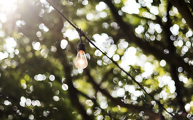 포토 JPG 주간 나무 여유 전구 매달리기 풍경 사람없음 야외 아웃포커스 제주도 평화 정원 전선 가을 나뭇가지 보케 카멜리아힐 국내포토 자연요소 식물 계절 감정 컨셉 모션 한국 촬영기법 파일형식
