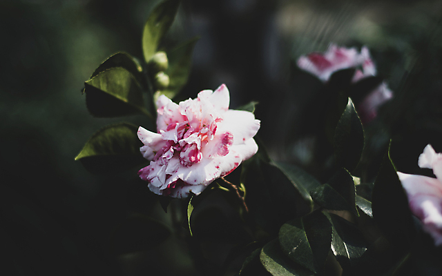 포토 JPG 주간 잎 풍경 사람없음 야외 아웃포커스 제주도 가을 동백 카멜리아힐 국내포토 자연요소 식물 계절 꽃 한국 촬영기법 파일형식