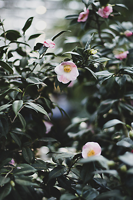 포토 JPG 주간 줄기 잎 풍경 사람없음 야외 아웃포커스 제주도 가을 보케 동백 동백나무 카멜리아힐 국내포토 자연요소 나무 식물 계절 꽃 한국 촬영기법 파일형식