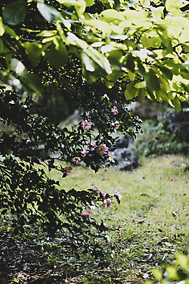 포토 JPG 주간 줄기 잎 풍경 사람없음 야외 아웃포커스 제주도 가을 소프트포커스 동백 동백나무 카멜리아힐 국내포토 자연요소 나무 식물 계절 꽃 한국 촬영기법 파일형식