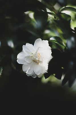 포토 JPG 주간 풍경 근접촬영 사람없음 야외 아웃포커스 제주도 가을 동백 동백나무 카멜리아힐 국내포토 자연요소 나무 계절 꽃 뷰포인트 한국 촬영기법 파일형식