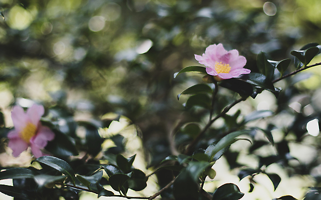 포토 JPG 주간 잎 풍경 사람없음 야외 아웃포커스 제주도 가을 보케 동백 동백나무 카멜리아힐 국내포토 자연요소 나무 식물 계절 꽃 한국 촬영기법 파일형식