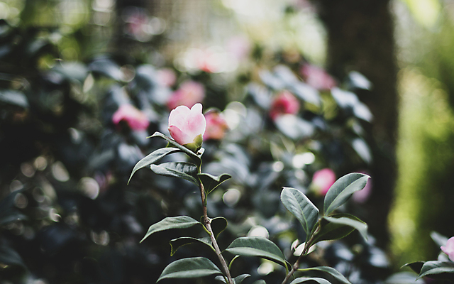 포토 JPG 주간 줄기 잎 풍경 사람없음 야외 아웃포커스 제주도 가을 꽃봉오리 보케 동백 동백나무 카멜리아힐 국내포토 자연요소 나무 식물 계절 꽃 한국 촬영기법 파일형식