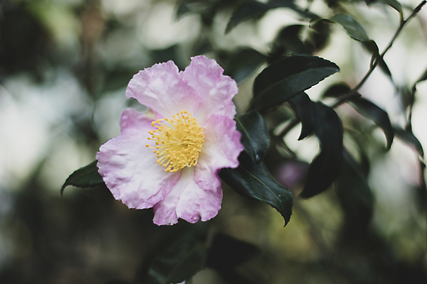 포토 JPG 주간 잎 풍경 근접촬영 사람없음 야외 아웃포커스 제주도 가을 감성 동백 카멜리아힐 국내포토 자연요소 식물 계절 꽃 뷰포인트 컨셉 한국 촬영기법 파일형식