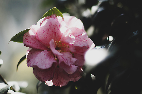 포토 JPG 주간 풍경 근접촬영 사람없음 야외 아웃포커스 햇빛 제주도 가을 동백 카멜리아힐 국내포토 자연요소 계절 꽃 뷰포인트 한국 촬영기법 태양 파일형식