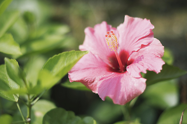 포토 JPG 주간 잎 풍경 근접촬영 사람없음 야외 아웃포커스 제주도 가을 무궁화 하와이무궁화 카멜리아힐 국내포토 자연요소 식물 계절 꽃 뷰포인트 한국 촬영기법 파일형식