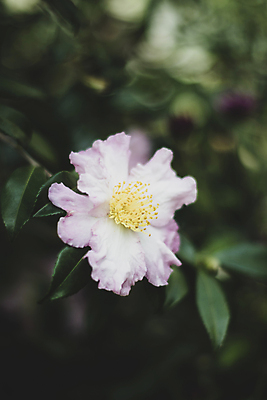 포토 JPG 주간 잎 풍경 근접촬영 사람없음 야외 아웃포커스 제주도 가을 동백 블러효과 카멜리아힐 국내포토 자연요소 식물 계절 꽃 뷰포인트 한국 촬영기법 블러 파일형식 효과