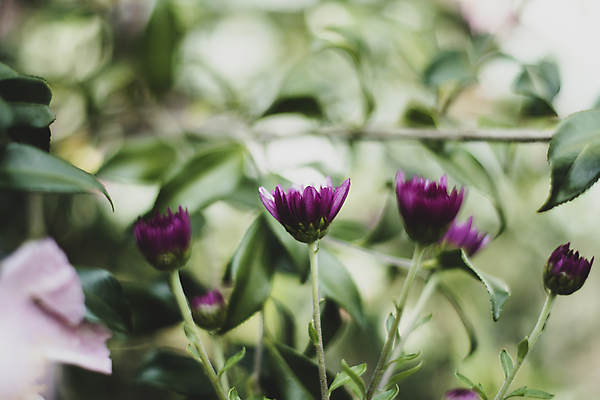 포토 JPG 주간 꽃 잎 풍경 사람없음 야외 아웃포커스 제주도 가을 블러효과 카멜리아힐 국내포토 자연요소 식물 계절 한국 촬영기법 블러 파일형식 효과