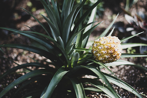 포토 JPG 주간 잎 풍경 사람없음 야외 햇빛 제주도 농사 가을 파인애플 카멜리아힐 국내포토 자연요소 식물 계절 농업 과일 한국 태양 열대과일 파일형식
