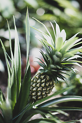 포토 JPG 주간 풍경 사람없음 야외 아웃포커스 햇빛 제주도 농사 가을 파인애플 카멜리아힐 국내포토 자연요소 계절 농업 과일 한국 촬영기법 태양 열대과일 파일형식