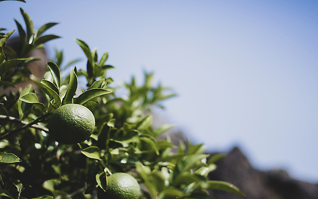 포토 JPG 주간 잎 귤 풍경 사람없음 야외 아웃포커스 제주도 가을 귤나무 카멜리아힐 국내포토 자연요소 나무 식물 계절 과일 한국 촬영기법 파일형식