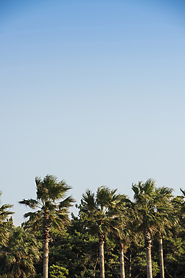 포토 JPG 주간 나무 여유 하늘 풍경 사람없음 야외 야자수 제주도 가을 카멜리아힐 국내포토 자연요소 식물 계절 감정 한국 파일형식