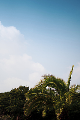 포토 JPG 주간 나무 여유 하늘 풍경 사람없음 야외 야자수 제주도 가을 카멜리아힐 국내포토 자연요소 식물 계절 감정 한국 파일형식