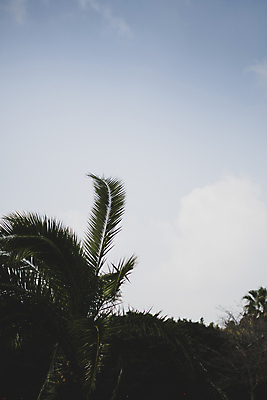 포토 JPG 주간 나무 하늘 풍경 사람없음 야외 야자수 제주도 가을 카멜리아힐 국내포토 자연요소 식물 계절 한국 파일형식