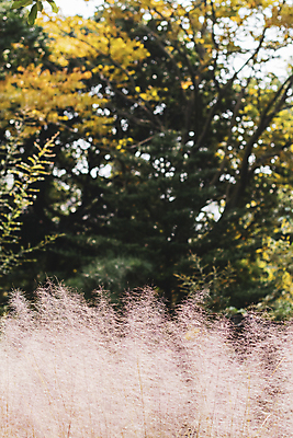 포토 JPG 주간 나무 풍경 사람없음 야외 아웃포커스 제주도 가을 핑크뮬리 카멜리아힐 국내포토 자연요소 식물 계절 한국 촬영기법 파일형식