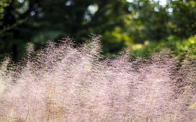 포토 JPG 주간 풍경 사람없음 야외 아웃포커스 제주도 가을 핑크뮬리 카멜리아힐 국내포토 자연요소 식물 계절 한국 촬영기법 파일형식