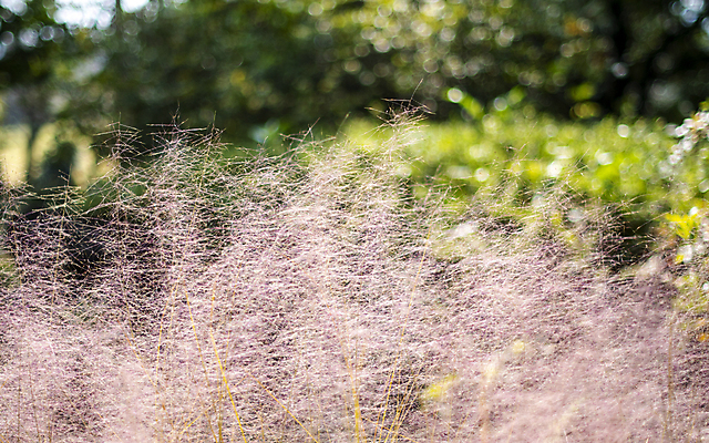 포토 JPG 주간 풍경 사람없음 야외 아웃포커스 제주도 가을 핑크뮬리 카멜리아힐 국내포토 자연요소 식물 계절 한국 촬영기법 파일형식