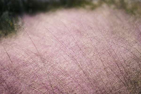 포토 JPG 주간 풍경 사람없음 야외 아웃포커스 제주도 가을 핑크뮬리 카멜리아힐 국내포토 자연요소 식물 계절 한국 촬영기법 파일형식