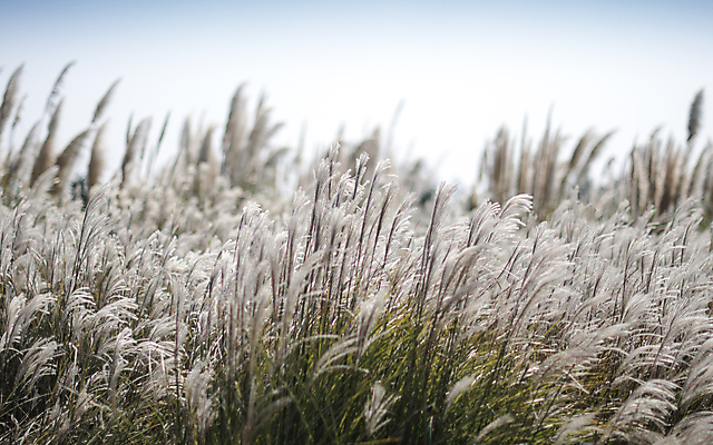 포토 JPG 주간 풍경 사람없음 야외 제주도 가을 팜파스그라스 카멜리아힐 국내포토 자연요소 식물 계절 한국 파일형식