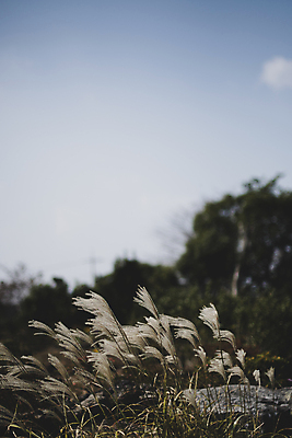포토 JPG 주간 나무 하늘 풍경 사람없음 야외 제주도 가을 팜파스그라스 카멜리아힐 국내포토 자연요소 식물 계절 한국 파일형식