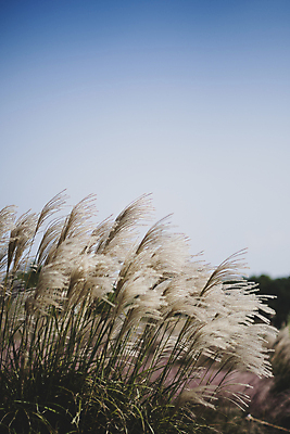 포토 JPG 주간 하늘 풍경 사람없음 야외 제주도 가을 팜파스그라스 카멜리아힐 국내포토 자연요소 식물 계절 한국 파일형식
