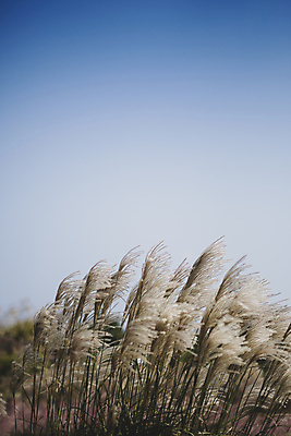 포토 JPG 주간 하늘 풍경 사람없음 야외 제주도 가을 팜파스그라스 카멜리아힐 국내포토 자연요소 식물 계절 한국 파일형식