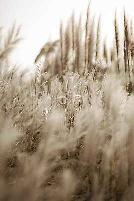 포토 JPG 주간 풍경 사람없음 야외 제주도 가을 소프트포커스 팜파스그라스 카멜리아힐 국내포토 자연요소 식물 계절 한국 촬영기법 파일형식