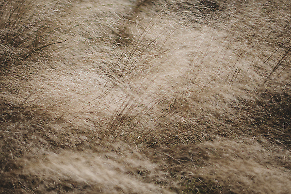 포토 JPG 주간 풍경 사람없음 야외 제주도 가을 팜파스그라스 카멜리아힐 국내포토 자연요소 식물 계절 한국 파일형식