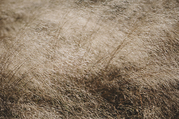 포토 JPG 주간 풍경 사람없음 야외 제주도 가을 팜파스그라스 카멜리아힐 국내포토 자연요소 식물 계절 한국 파일형식