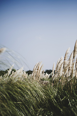 포토 JPG 주간 하늘 풍경 사람없음 야외 제주도 가을 팜파스그라스 카멜리아힐 국내포토 자연요소 식물 계절 한국 파일형식