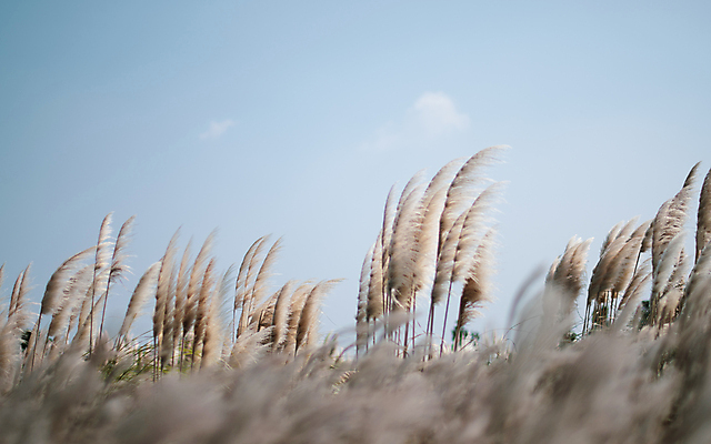 포토 JPG 주간 하늘 풍경 사람없음 야외 제주도 가을 소프트포커스 팜파스그라스 카멜리아힐 국내포토 자연요소 식물 계절 한국 촬영기법 파일형식