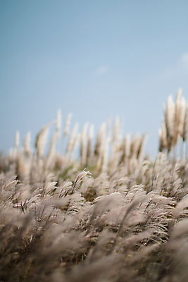 포토 JPG 주간 풍경 사람없음 야외 제주도 가을 팜파스그라스 카멜리아힐 국내포토 자연요소 식물 계절 한국 파일형식