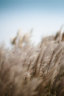 포토 JPG 주간 하늘 풍경 사람없음 야외 제주도 가을 소프트포커스 팜파스그라스 카멜리아힐 국내포토 자연요소 식물 계절 한국 촬영기법 파일형식