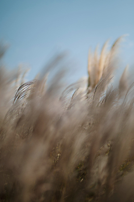 포토 JPG 주간 풍경 사람없음 야외 제주도 가을 소프트포커스 팜파스그라스 카멜리아힐 국내포토 자연요소 식물 계절 한국 촬영기법 파일형식