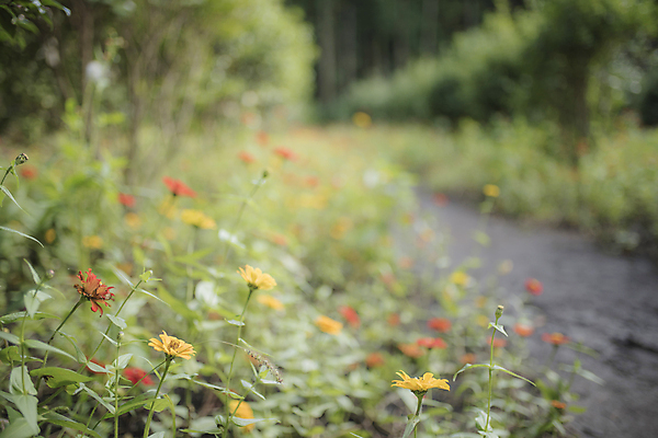 포토 JPG 주간 꽃 길 풍경 초원 사람없음 야외 아웃포커스 제주도 가을 국내포토 자연요소 식물 계절 한국 촬영기법 파일형식
