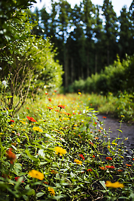 포토 JPG 주간 꽃 풍경 초원 사람없음 야외 아웃포커스 제주도 가을 국내포토 자연요소 식물 계절 한국 촬영기법 파일형식