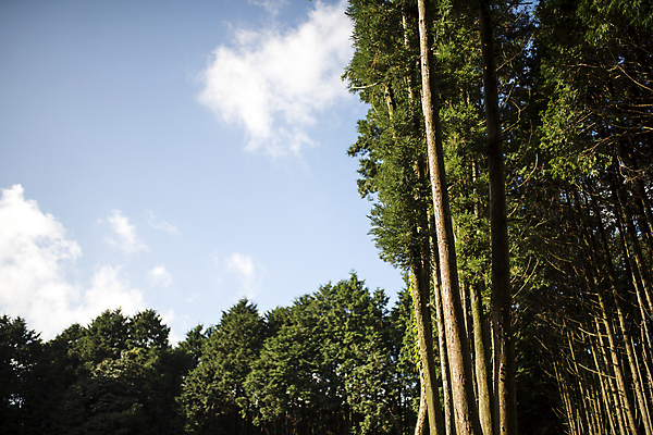 포토 JPG 주간 나무 구름 하늘 풍경 사람없음 야외 제주도 가을 제동목장 국내포토 자연요소 식물 계절 한국 파일형식