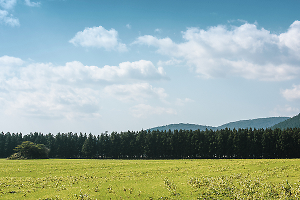 포토 JPG 주간 나무 구름 하늘 풍경 초원 사람없음 야외 제주도 가을 오름 평야 제동목장 국내포토 자연요소 식물 계절 자연 한국 파일형식