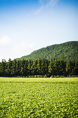 포토 JPG 주간 나무 하늘 산 풍경 초원 사람없음 야외 제주도 가을 오름 제동목장 국내포토 자연요소 식물 계절 한국 파일형식