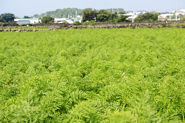 포토 JPG 주간 밭 풍경 사람없음 야외 제주도 농사 당근 가을 국내포토 자연요소 계절 농업 뿌리채소 한국 파일형식