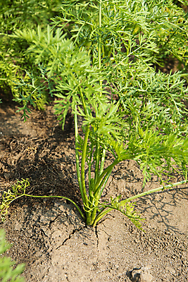 포토 JPG 주간 줄기 잎 밭 풍경 사람없음 야외 제주도 농사 당근 가을 국내포토 자연요소 식물 계절 농업 뿌리채소 한국 파일형식
