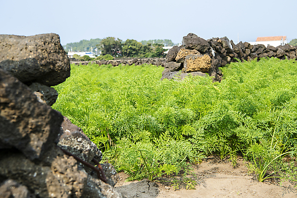 포토 JPG 주간 잎 밭 돌담 풍경 사람없음 야외 제주도 농사 당근 가을 국내포토 자연요소 식물 계절 농업 뿌리채소 한국 담장 돌_바위 파일형식