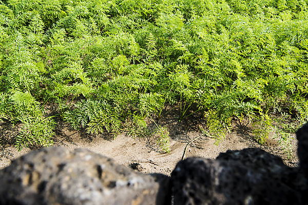 포토 JPG 주간 밭 돌담 풍경 사람없음 야외 제주도 농사 당근 가을 소프트포커스 국내포토 자연요소 계절 농업 뿌리채소 한국 촬영기법 담장 돌_바위 파일형식