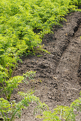 포토 JPG 주간 잎 밭 풍경 사람없음 야외 제주도 농사 당근 가을 국내포토 자연요소 식물 계절 농업 뿌리채소 한국 파일형식
