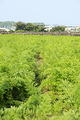 포토 JPG 주간 밭 풍경 사람없음 야외 제주도 농사 당근 가을 국내포토 자연요소 계절 농업 뿌리채소 한국 파일형식