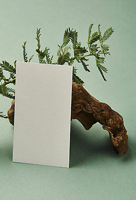 포토 JPG 스튜디오촬영 나무 잎 명함 프레임 실내 사람없음 기댐 공백 오브젝트 나무조각 디자인소스 목업 카피스페이스 편집소스 초록배경 은엽 국내포토 식물 백그라운드 모션 내부 목재 초록색 파일형식