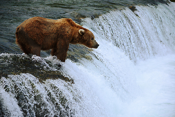 포토 JPG 해외이미지 주간 한마리 야생동물 곰 사람없음 야외 폭포 해외포토 자연요소 동물 1 포유류 자연 파일형식 이미지허브