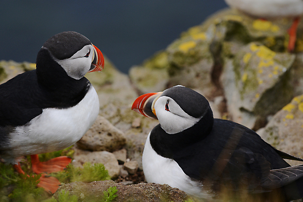 포토 JPG 해외이미지 주간 두마리 조류 사람없음 야외 아웃포커스 돌_바위 퍼핀 해외포토 자연요소 동물 2 촬영기법 파일형식 이미지허브