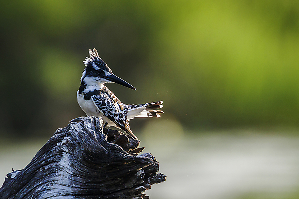포토 JPG 해외이미지 주간 야생동물 자연 조류 사람없음 야외 아웃포커스 물새 물총새 크루거 해외포토 자연요소 동물 촬영기법 생태계 남아프리카공화국 파일형식 이미지허브
